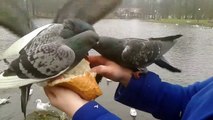 The invasion of hungry wild pigeons-Nbd_34dipSE