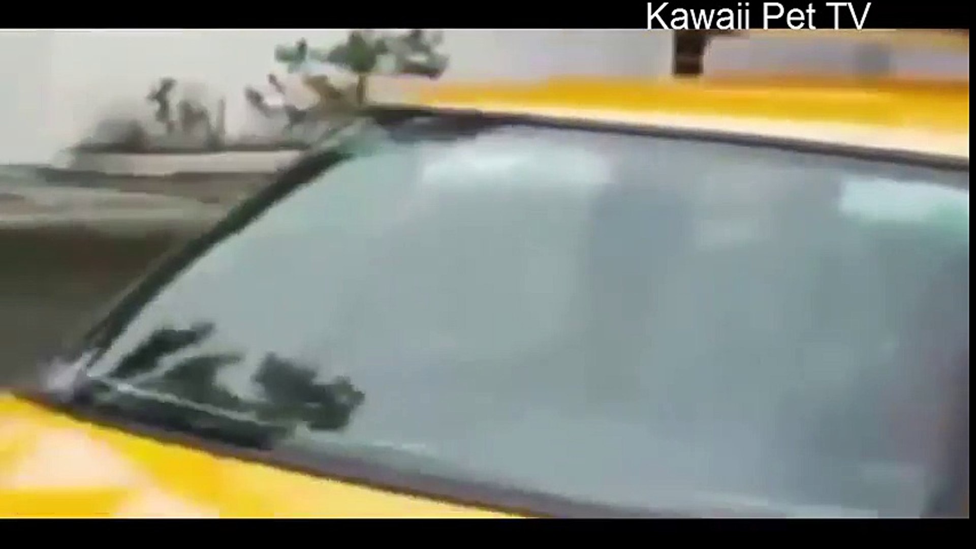 泣けるほど世界を感動させた動物の動画 泣きたくない人は見ないでね Video Dailymotion