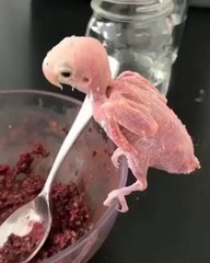 Animal fight for Survives