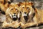 The Lion King of Africa | National Geographic Documentary | BBC Mystery Wildlife
