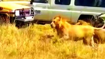 The Lion, attacks The Hyena baby! Wild Animal Her friend helps her! lion vs hyena fight