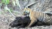 Tiger Attacks Wild Boar - Watch as this young female tiger attacks a wild boar