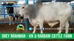 351 || Amazing Cow Mandi || 2017 || 2018 || Karachi Sohrab Goth || Kn & Rabbani Cattle Farm