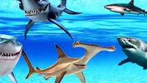 Finger Family Shark Nursery Rhymes | Sea Animal Finger Family | Octopus Finger Family for