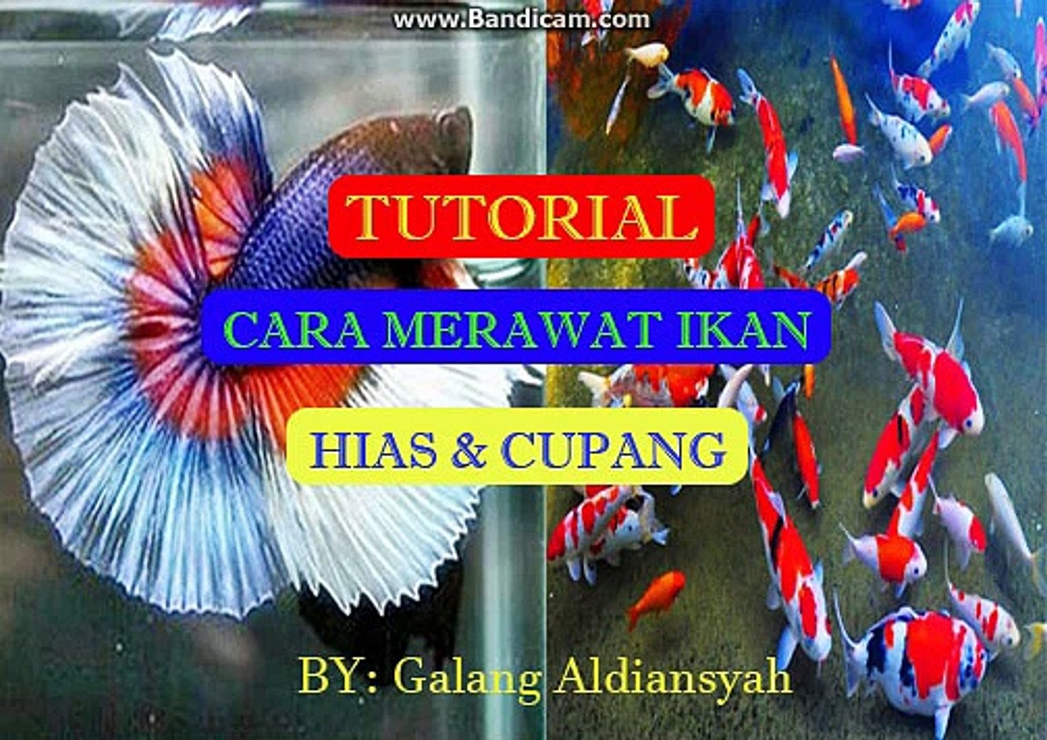 Tutorial Panduan Lengkap Cara Merawat Ikan Hias Dan Cupang Didalam