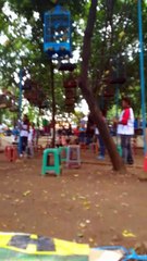 Lomba Burung Kenari Dakota