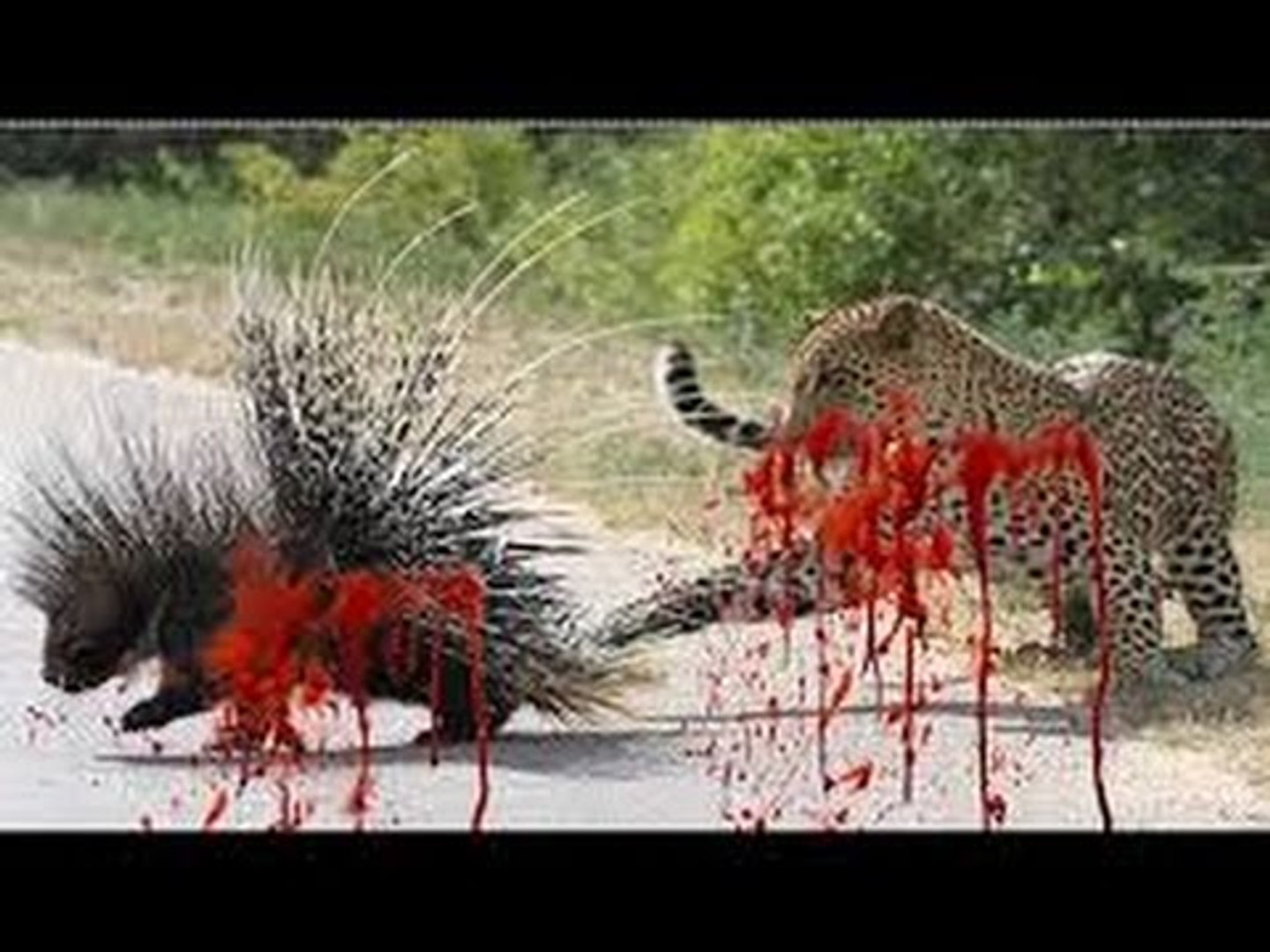 AMAZING Porcupine Quills Python and Leopard Porcupine vs Lion, Anaconda, Bear, Turtle, Dog النيص