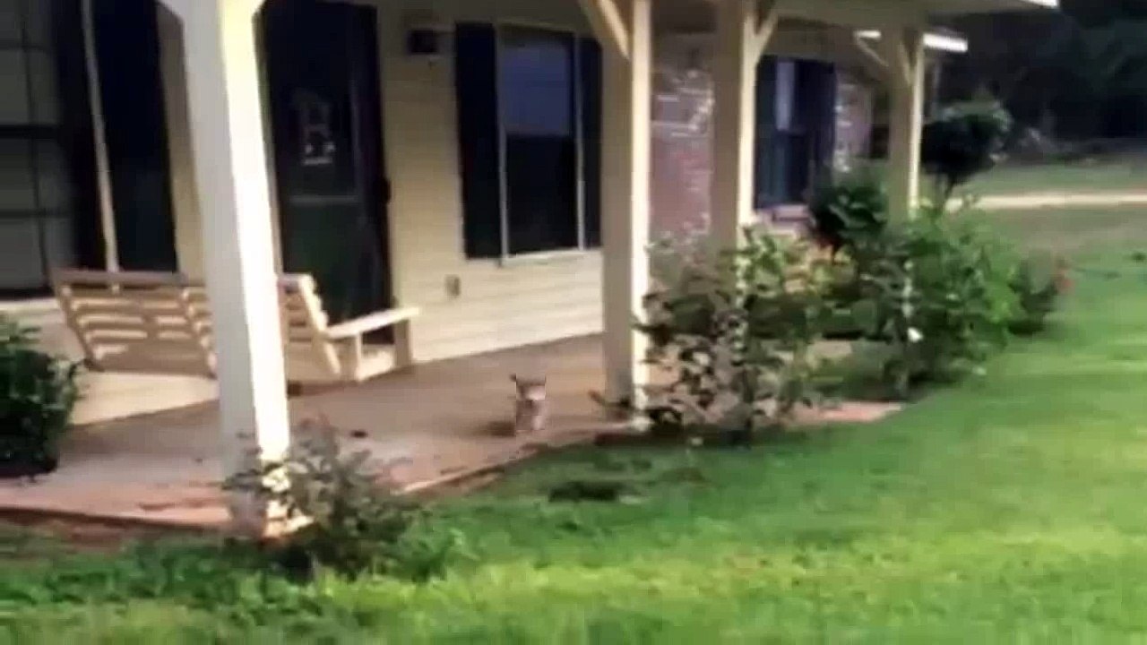 funny animals :D