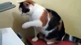 Funny Cat Videos-funny cat compilation-funny cat videos try not to laugh