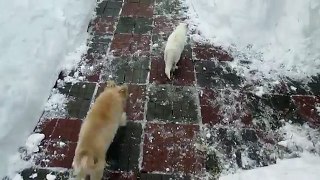 Funny Game Collision Dog and Cats in the Snow