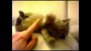 LAUGH CHALLENGE if you can FUNNY CAT VIDEOS