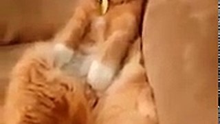 Silly Cat - Funny Videos