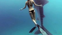 Köpek balığı ve balina ile dalış sporu