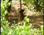 Mischievous Monkey teases Tigers