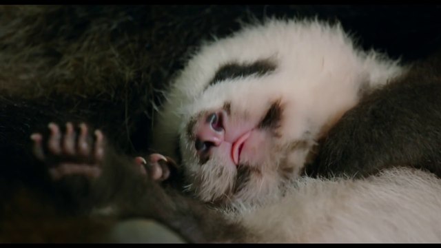 Meet Ya Ya & Mei Mei Clip - Disneynatures Born in China [Full HD,1920x1080]