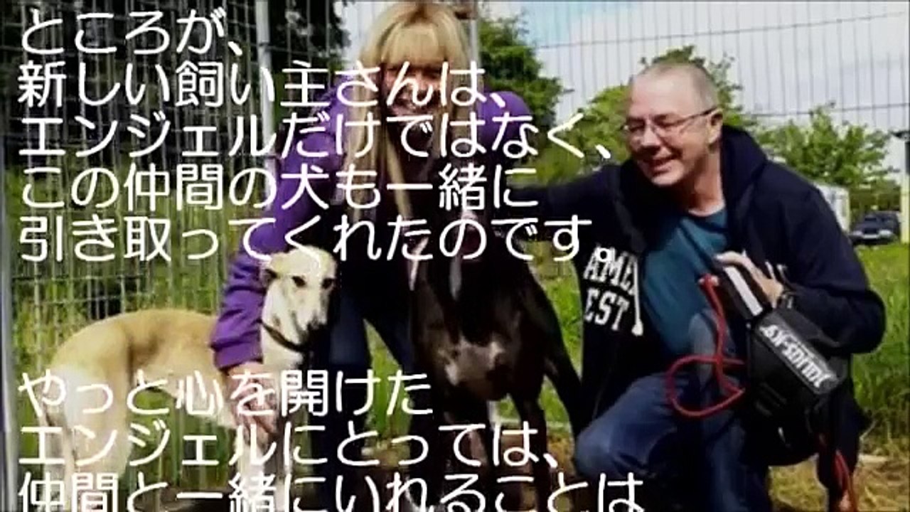 残酷なまでに虐待を受けて壁しか見れなくなった犬。救ってくれたのは…【感動 犬】