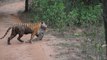 wildlife || videos || wild || animals || corbett national park || uttrakhand || tiger || videos || jungle || safari