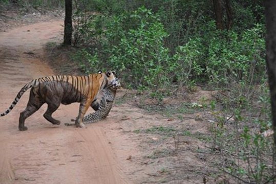 wildlife || videos || wild || animals || corbett national park || uttrakhand || tiger || videos || jungle || safari