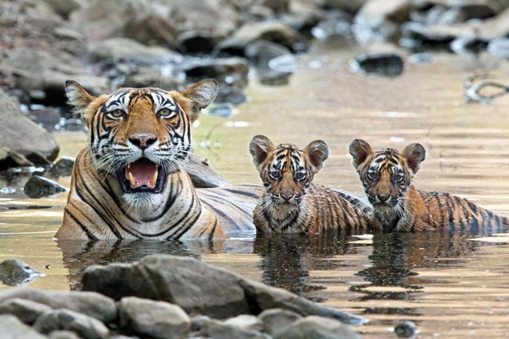 wildlife || videos || wild || animals || jim corbett national park || uttrakhand || tiger || videos 