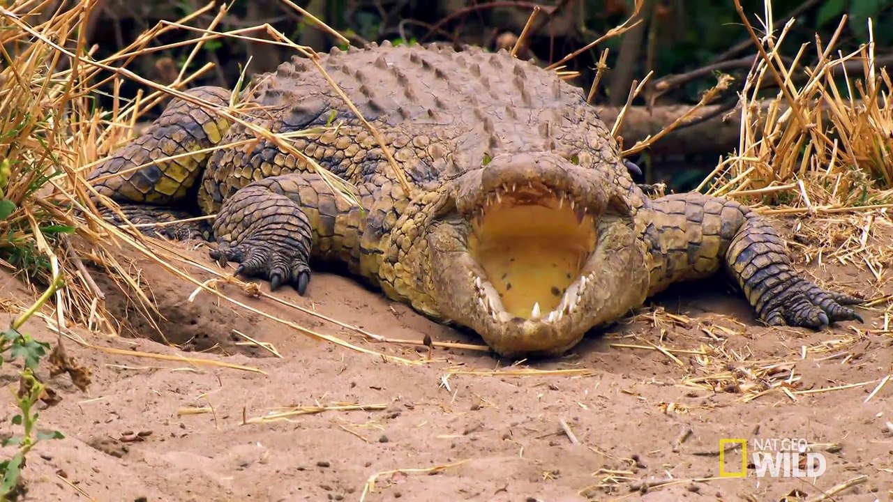 Bird vs. Lizard  Real Angry Birds