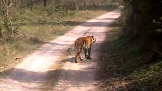 wildlife || videos || wild || animals || corbett national park || uttrakhand || tiger || videos || jungle || safari
