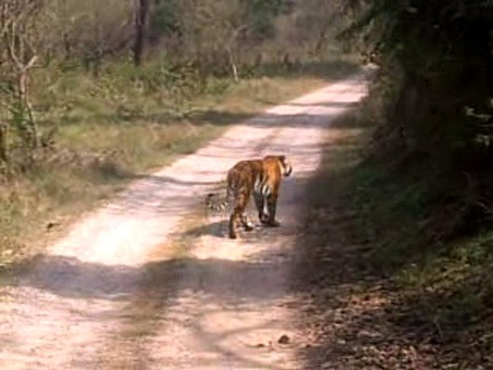 wildlife || videos || wild || animals || corbett national park || uttrakhand || tiger || videos || jungle || safari