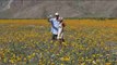 Miles de flores colorean el desierto de Anza-Borrego (California, EE.UU.), un extraordinario fenómeno