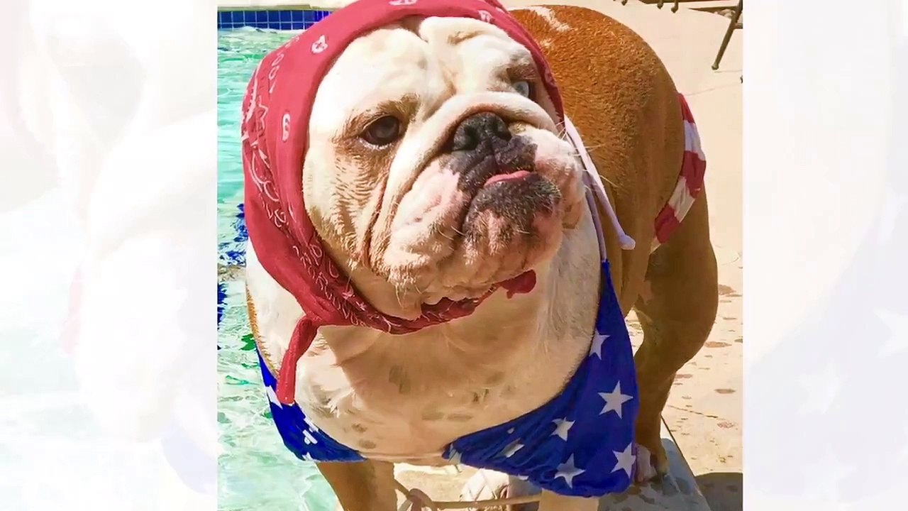 Bulldog swimming in bikini
