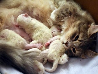 chatons 0-1 mois Ksyu 2017