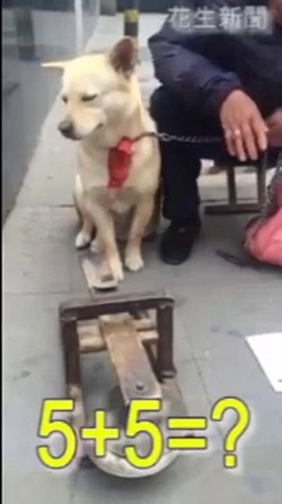 Un chien qui fait du calcul mental!