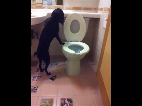 Ce chien va aux toilettes comme un humain... Trop mignon