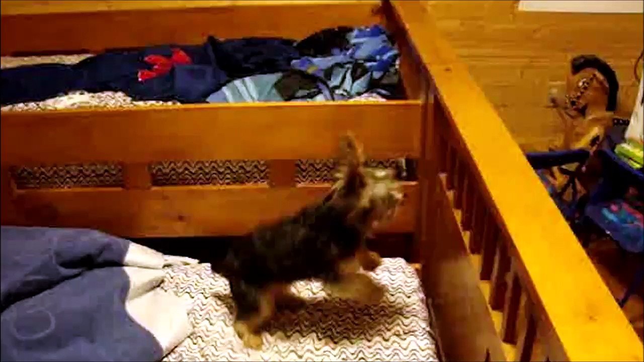 Ce chien s'entraine dur pour devenir un cheval