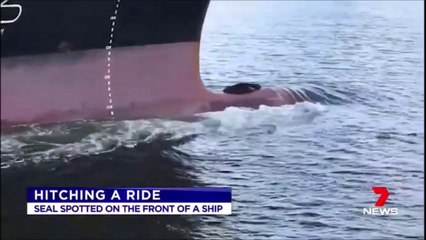 Regardez ce phoque se reposer tranquillment sur bulbe détrave du navire en marche