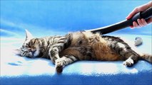 Elektrikli Süpürge Ile Kendine Bir Güzel Masaj Yaptıran Kedi