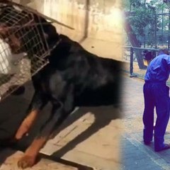 നായയുടെ വിശപ്പും തീര്‍ന്നു ഇവര്‍ക്ക് പണിയും കിട്ടി #AnweshanamWorld