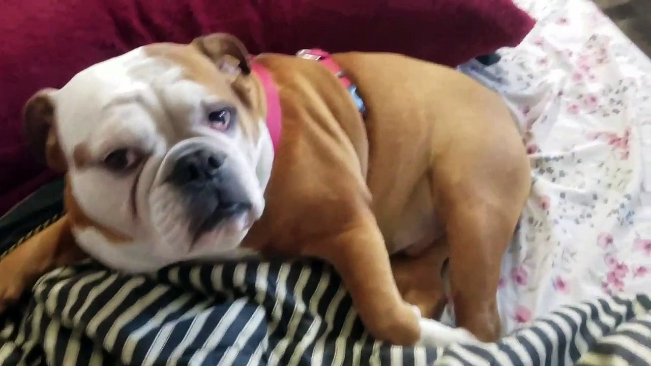 LAZY DOG