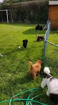 Mes caniches dans le jardin