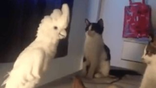 Cockatoo meows like a cat