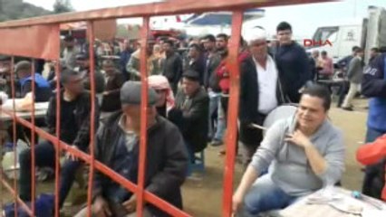 Sezonun Son Deve Güreşine Ilgi Büyük Oldu