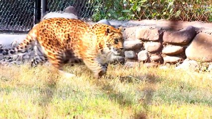 Leopard kills zebra - Wild animal attack!