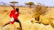 National Geographic Documentary - Lions vs Maasai Warriors - Wildlife Animal