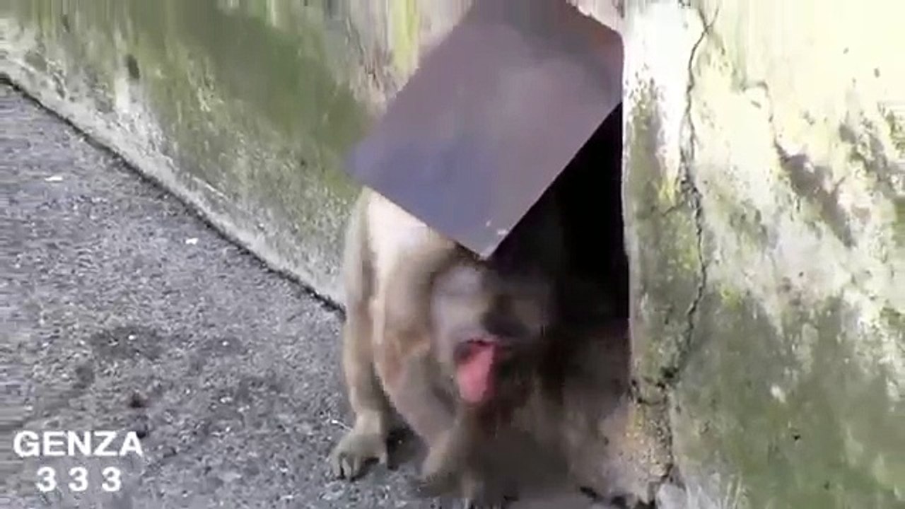 Mischievous boy baby monkey