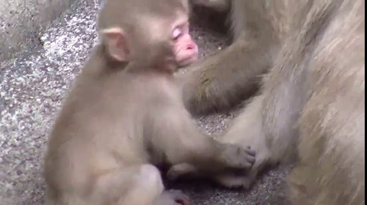 Baby Monkey - cute Animal