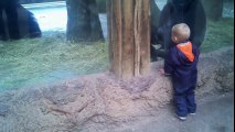 Little Boy Plays Hide and Seek with Baby Gorilla -Too Cute - American Funny Videos