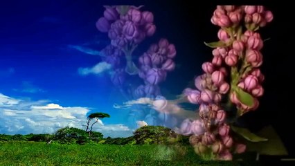 Nếu Xuân Này Vắng Anh - Như Quỳnh