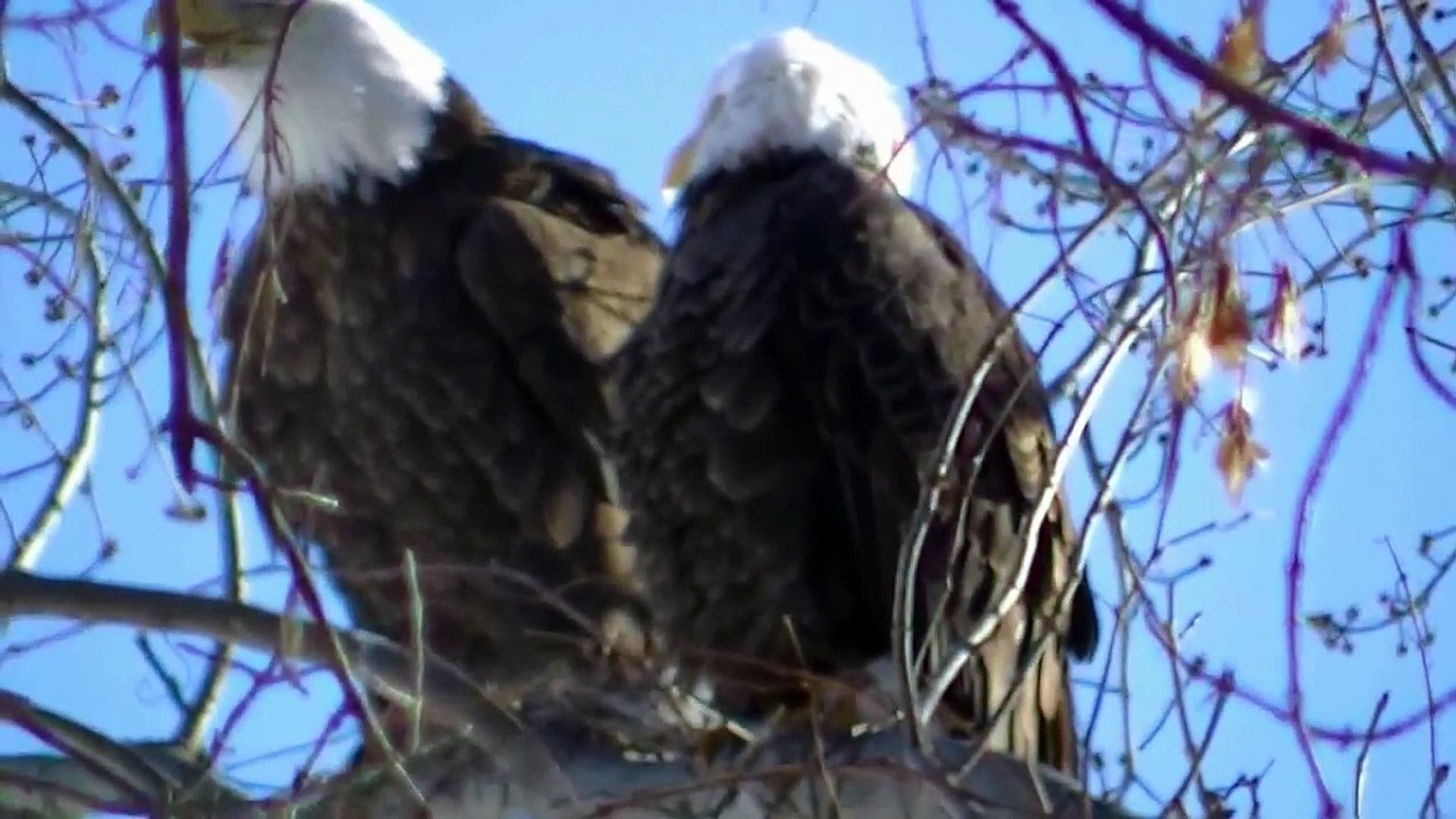 ⁣WHAT BIRDS SOUND LIKE IN SLOW MOTION !