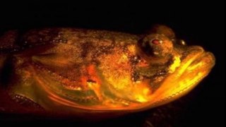 علماء يكشفون أسرار ” غناء ” نوع من السمك خلال الليل فقط