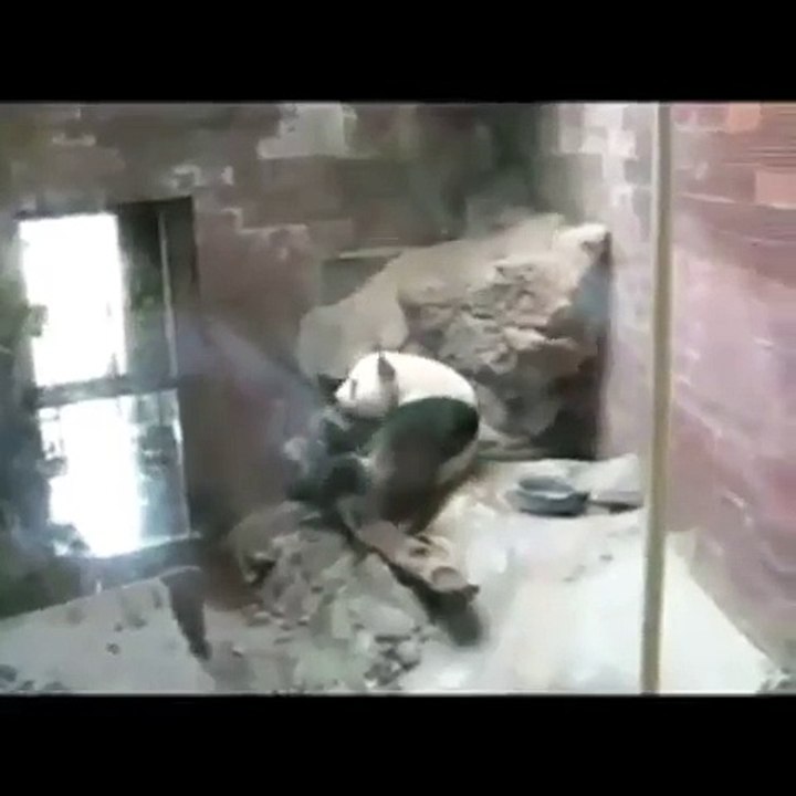 Funny Panda