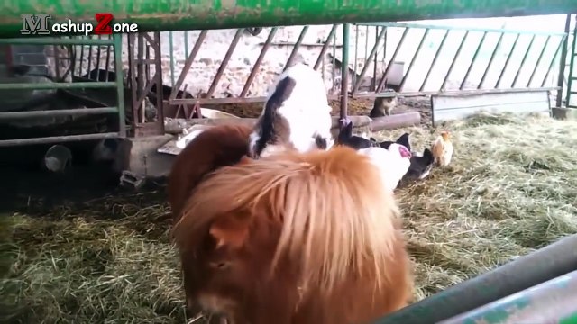 Sevimli Bebek Keçi - Sevimli Komik Bebek Keçiler çok tatlı -izle