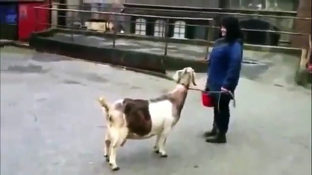 ilginç Sesler Çıkaran Komik Hayvanlar insanları güldürüyor